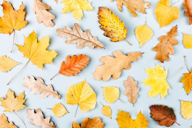 Composition d'automne Motif fait de feuilles d'automne sur fond bleu Vue de dessus à plat