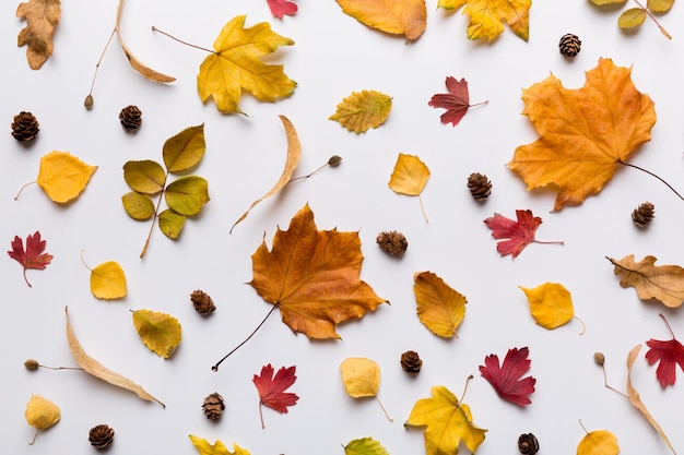 Composition d'automne Patron fait de feuilles séchées et d'autres accessoires de conception sur la table Vue supérieure plate