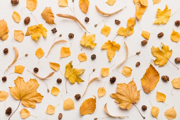 Composition d'automne Patron fait de feuilles séchées et d'autres accessoires de conception sur la table Vue supérieure plate