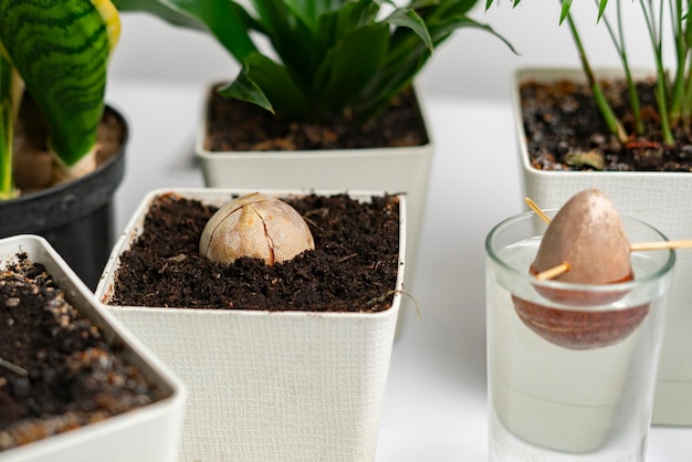 Composition botanique à la maison, quelques pots simples avec des plantes et la graine d'avocat qui pousse sur la table