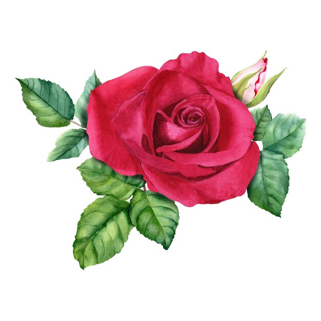 Une composition avec des bourgeons et des feuilles de fleurs de roses rouges à l'aquarelle dessinée à la main Illustration isolée sur fond blanc pour cartes clip art d'invitation