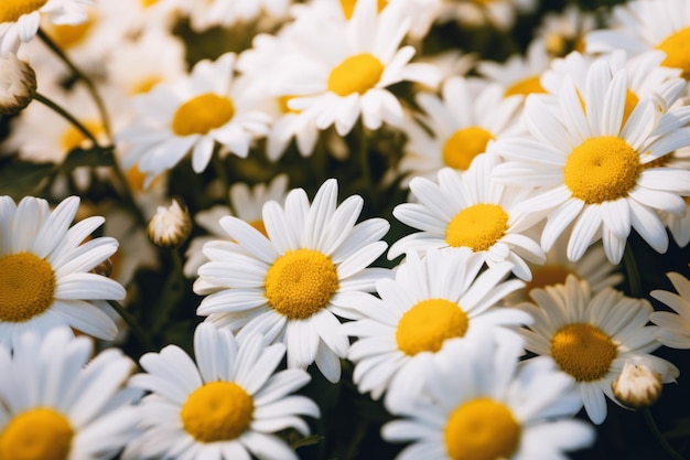 Composition captivante L'harmonie délicate de l'accent sélectif sur les fleurs de marguerite blanches et jaunes