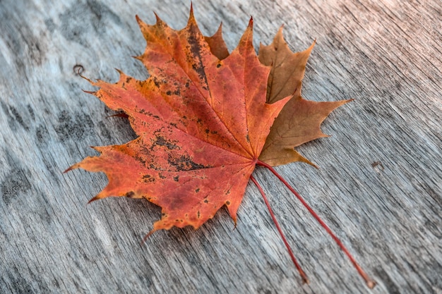 Composition de concept d'automne de photo à plat saisonnière d'automne