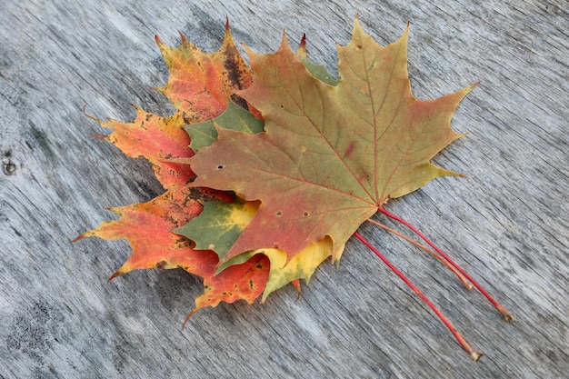 Composition de concept d'automne de photo à plat saisonnière d'automne