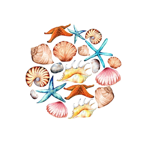 Composition des coquilles et des pierres d'étoiles de mer