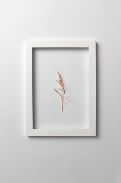 Composition créative avec tête de semence de plante naturelle dans un cadre regtangular sur un mur gris clair. Mise à plat