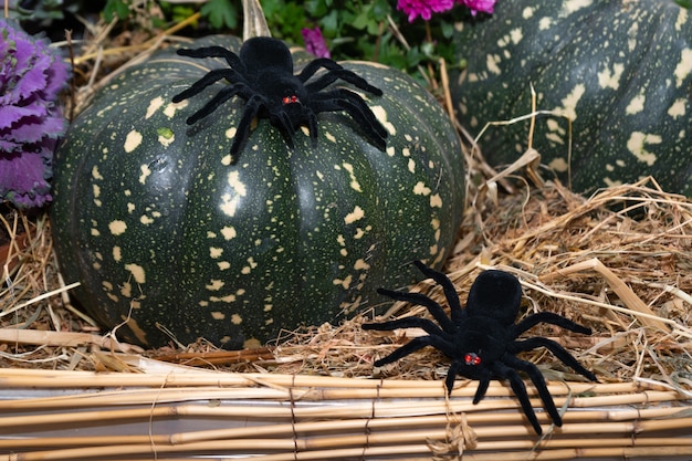 Photo composition de décor d'halloween citrouille avec une araignée citrouille verte mûre récolte à l'automne