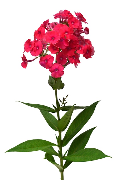 Composition délicate créative de fleurs rouges phlox avec feuille isolée sur fond blanc Vue de dessus mise à plat Motif floral objet Nature concept