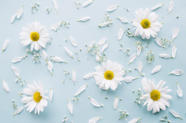 Composition délicate de marguerites, fleurs de souffle de bébé et pétales blancs sur une surface bleu clair