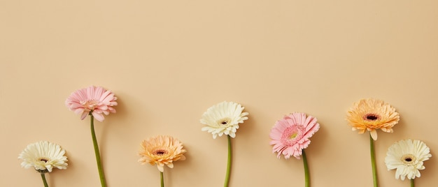 Composition de différentes fleurs de gerbera lumineuses sur fond beige comme carte postale pour la fête des mères ou le 8 mars avec espace de copie