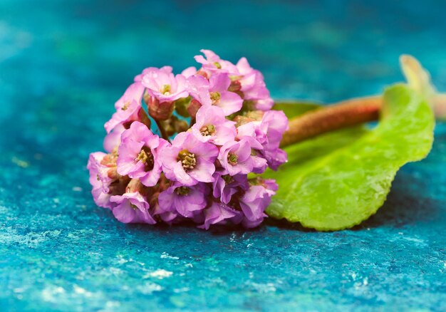 Composition du spa aux fleurs roses