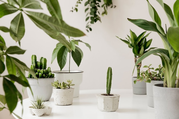 La composition élégante et botanique du jardin intérieur de la maison a rempli de nombreuses plantes de conception différente, des pots élégants sur la table blanche. Le vert c'est mieux. Fleur de printemps.