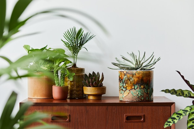 Composition élégante de l'intérieur du jardin de la maison rempli de belles plantes, cactus, plantes succulentes, plantes aériennes dans différents pots de conception. Concept de jardinage domestique Home jungle. Copier l'espace. Modèle