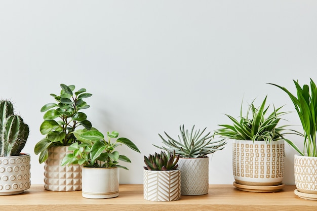 Composition élégante de l'intérieur du jardin de la maison rempli de belles plantes, cactus, plantes succulentes, plantes aériennes dans différents pots design