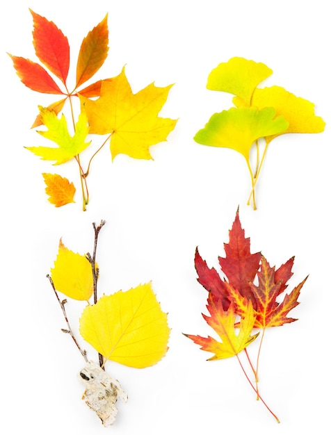 Composition Ensemble de belles feuilles d'automne isolées