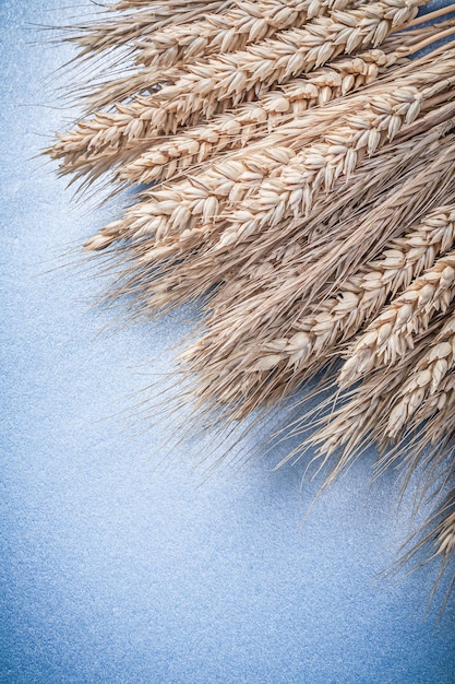 Photo composition d'épis de blé mûrs sur fond bleu