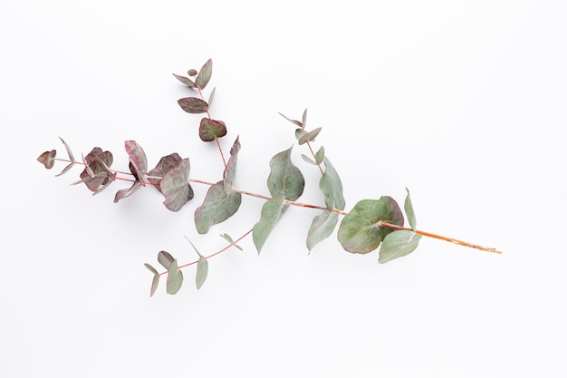 Composition d'eucalyptus. Motif composé de diverses fleurs colorées sur fond blanc. Mise à plat de la vie.