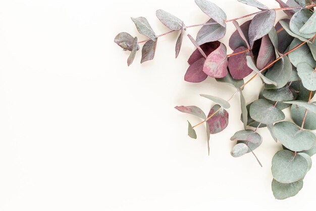Composition d'eucalyptus. Motif composé de diverses fleurs colorées sur fond blanc. Mise à plat de la vie.