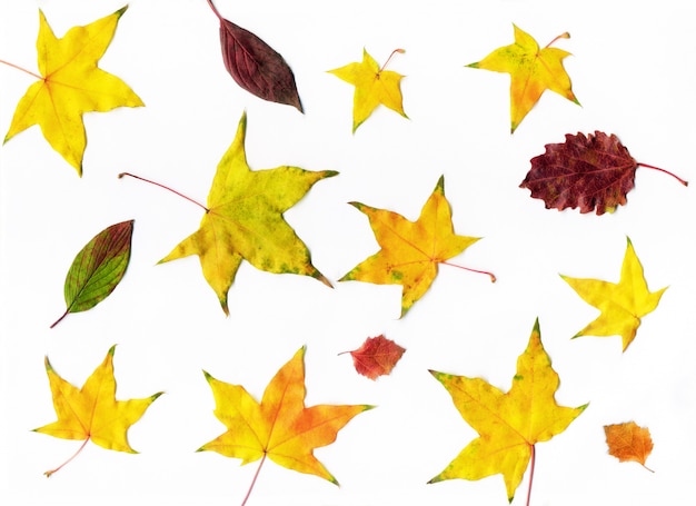 composition de feuilles d'automne