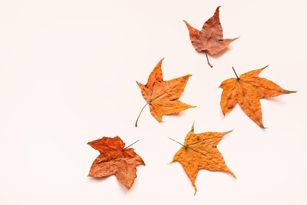 Composition de feuilles séchées de couleur jaune et orange d'automne isolées sur fond clair. Copier l'espace