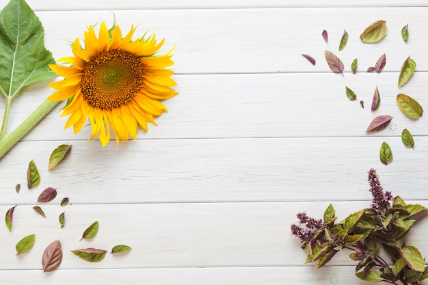 Photo composition de feuilles et de tournesol