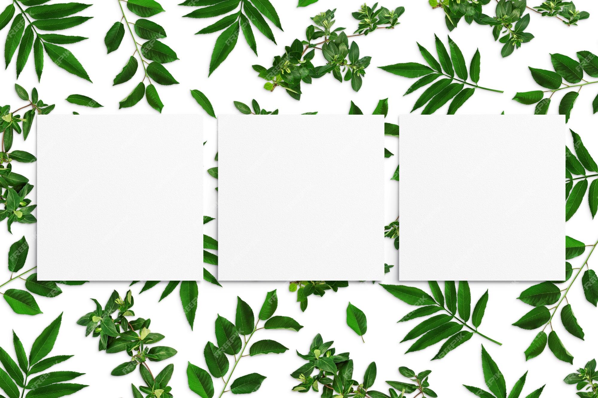 Composition De Feuilles Vertes Et De Feuilles De Papier Aquarelles Blanches  Sur Fond Blanc Branches D'arbres Avec Feuilles Cartes Vierges Affiche  D'écologie De Maquette Nature Vue De Dessus Plat Poser Gros Plan