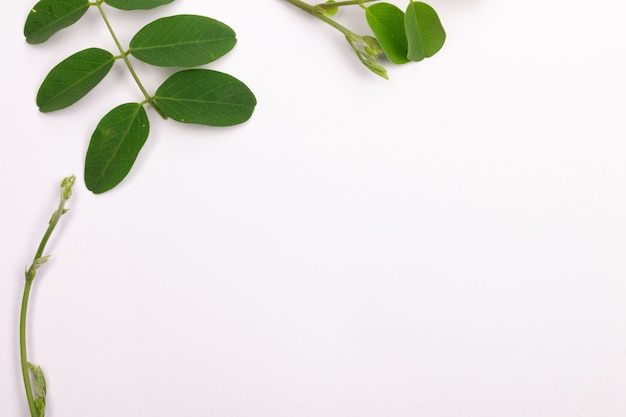 Composition de feuilles vertes isolées sur fond de papier