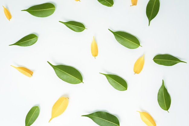 Composition de feuilles vertes et jaunes sur un tableau blanc, vue de dessus