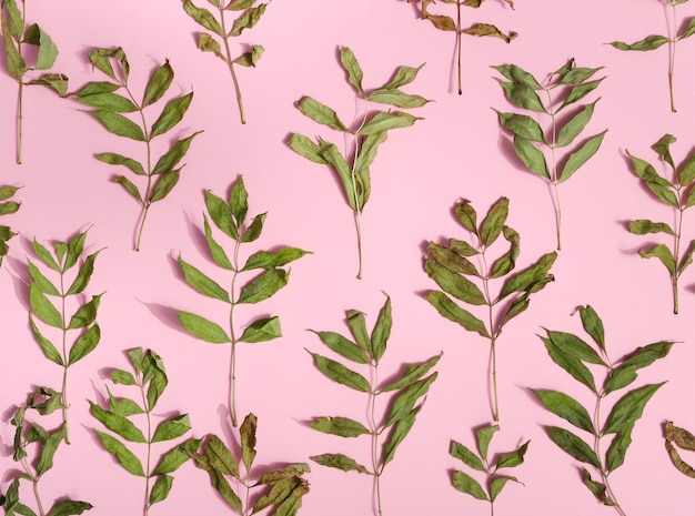 Composition avec des feuilles vertes séchées sur fond rose Concept d'automne à plat