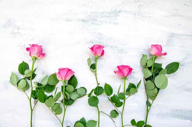 Composition flatlay faite de fleurs roses roses sur tableau blanc