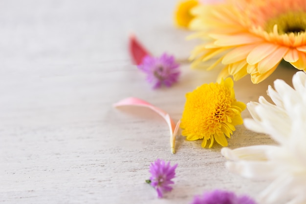 Composition de fleur de gerbera et cadre pourpre Marguerite