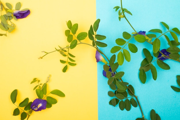 Composition de fleur de pois papillon avec des feuilles vertes