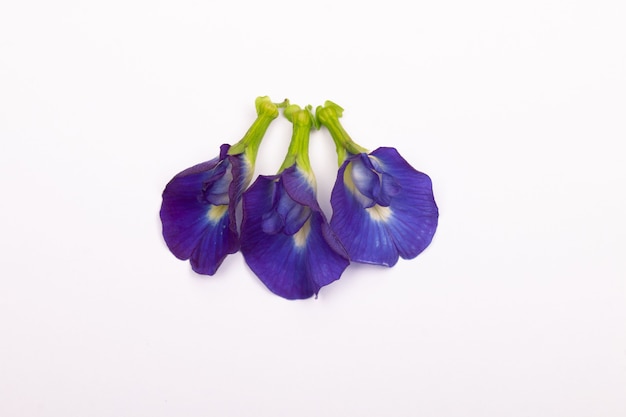 Composition de fleur de pois papillon avec des feuilles vertes