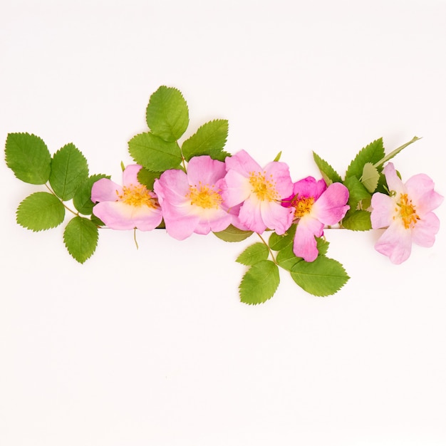 Composition avec des fleurs d'églantier rose. Vue de dessus, espace de copie