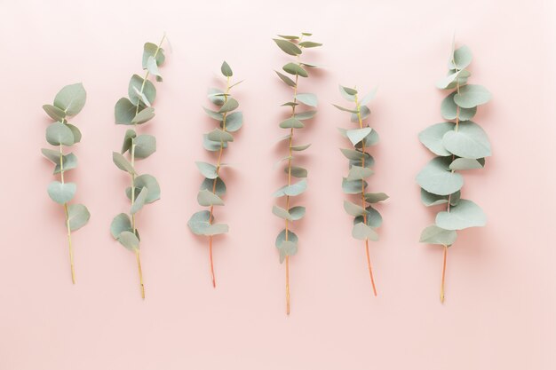 Composition de fleurs et d'eucaaliptus. Modèle composé de diverses fleurs colorées sur fond blanc.