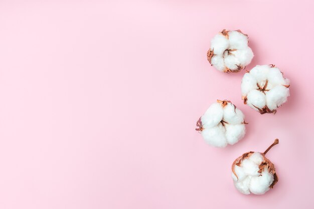 Composition de fleurs. Fleurs de coton sur fond rose pastel.