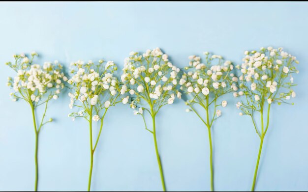 Photo composition des fleurs fleurs de gypsophile sur un fond bleu pastel