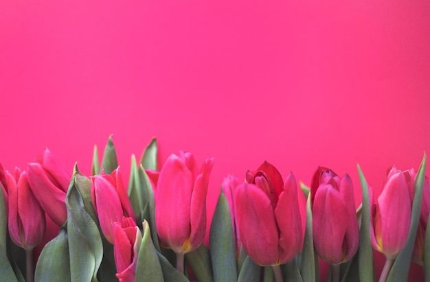 Composition de fleurs fleurs de tulipes roses sur fond rose tendre printemps été concept plat top