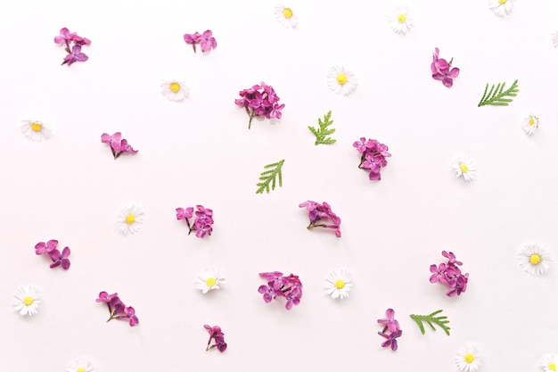 Photo composition avec des fleurs de marguerite et de lilas violet sur fond blanc. mise à plat, vue de dessus