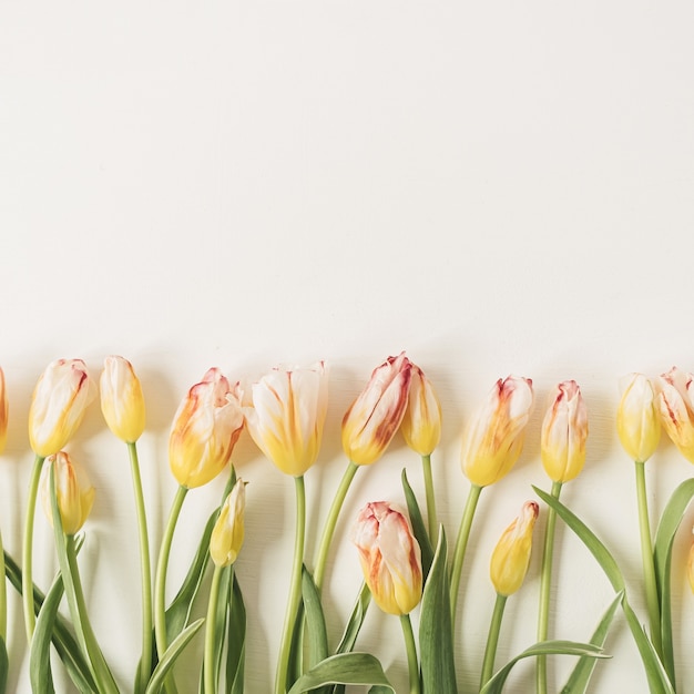 Composition de fleurs avec de nombreuses tulipes jaunes sur blanc