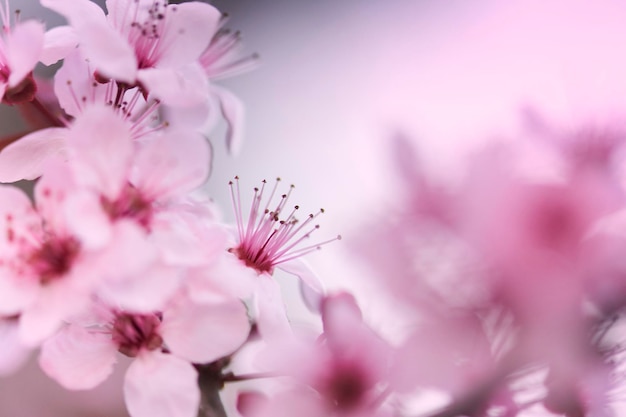 Photo composition de fleurs de printemps ou d'été fleurs de cerisier roses carte de voeux pour la mère39s jour femmes39s jour saint valentin39s jour joyeux anniversaire mariage mise au point sélective