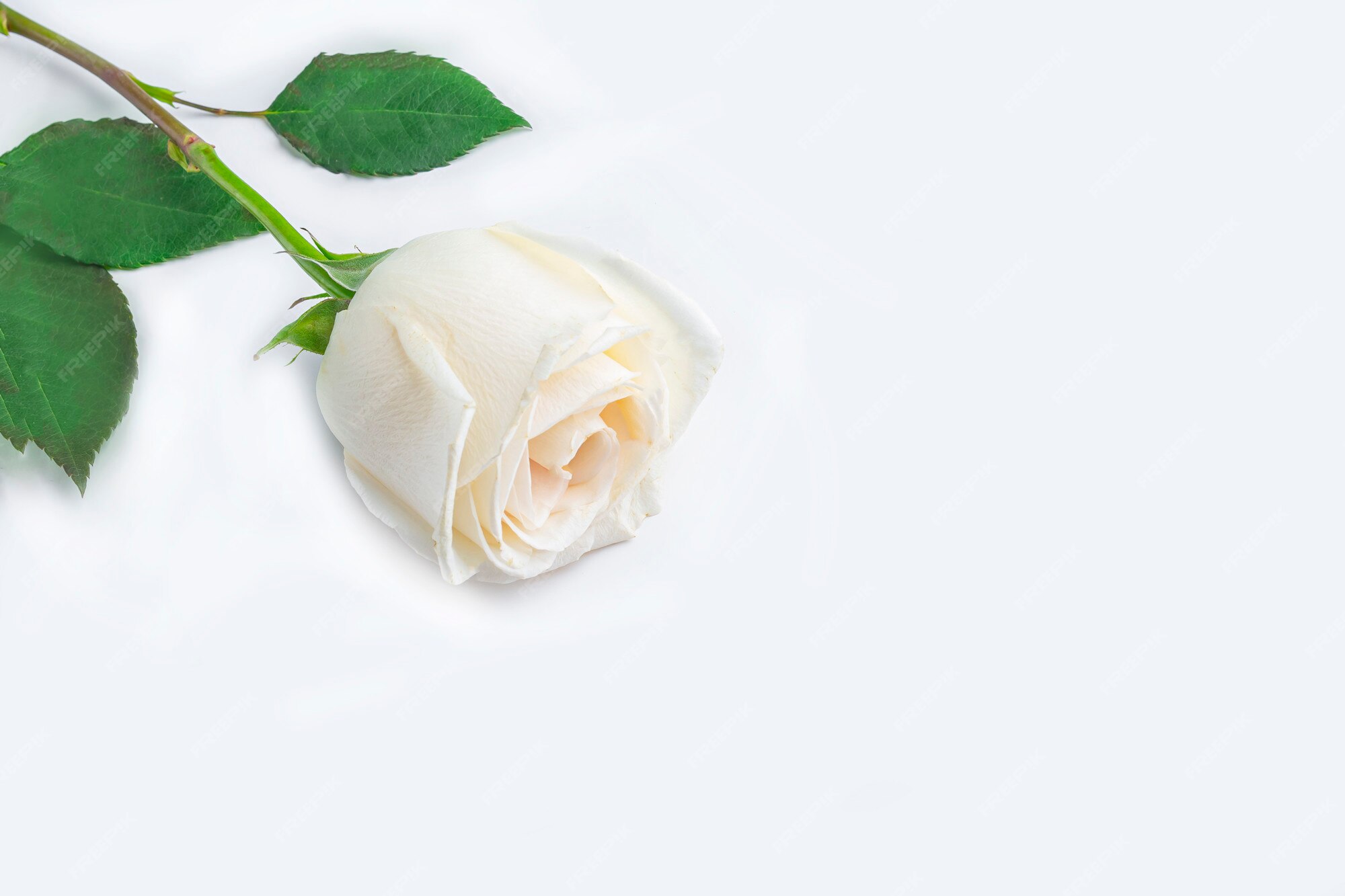 Composition De Fleurs De Printemps. Une Fleur Rose Blanche Sur Fond Blanc.  Concept Romantique. | Photo Premium