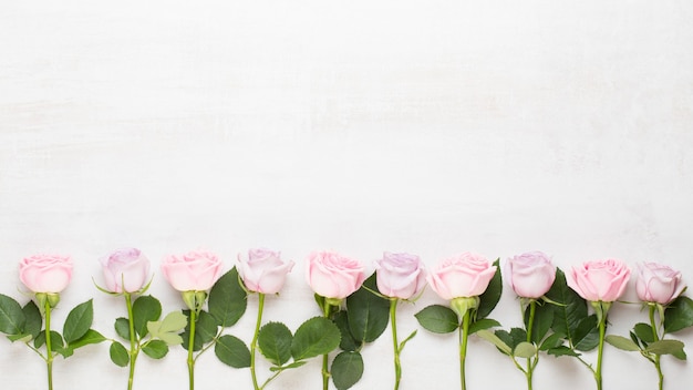 Composition de fleurs Saint Valentin. Cadre en rose rose sur fond gris. Mise à plat, vue de dessus, espace de copie.