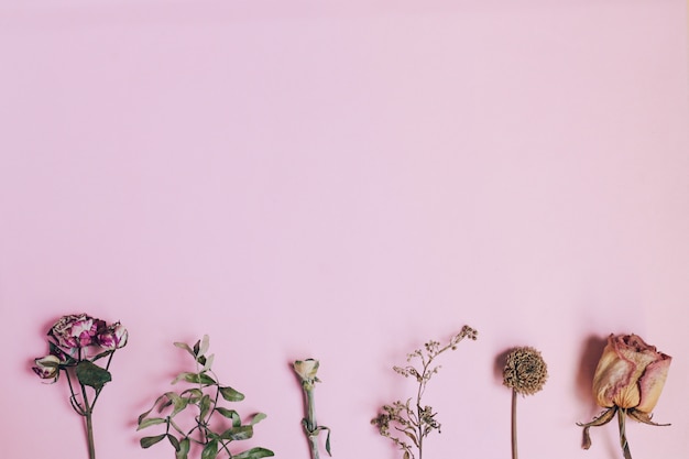 Composition de fleurs séchées sur table rose. Copiez l'espace. vue de dessus.