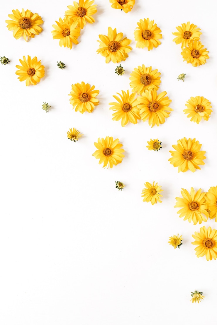 Photo composition florale avec des boutons de fleurs de marguerite jaune sur blanc