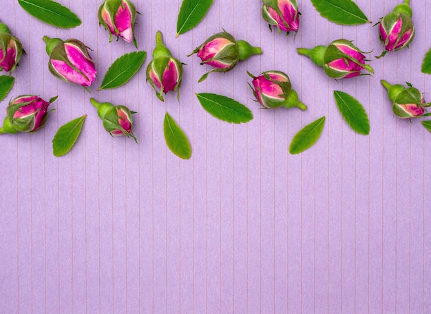 Composition florale de boutons de rose lumineux sur fond violet avec espace de copie pour la conception