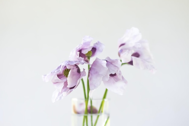 Composition florale dans un verre transparent Fleurs de pavot violet