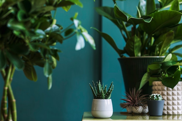 Composition florale élégante avec de belles plantes, cactus et plantes succulentes dans des pots design et hipster sur la table basse. Salon naturel. Murs verts. Concept de jardinage à la maison..