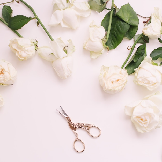 Composition florale élégante avec des roses blanches et des ciseaux sur blanc. Flatlay, vue de dessus