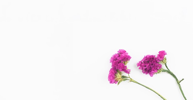 Composition florale à plat sur fond blanc avec des fleurs séchées, photo de bannière d'espace de copie